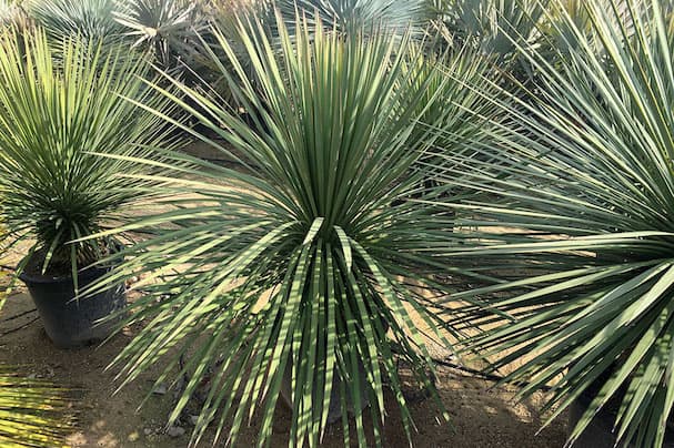 Yucca Queretaroensis