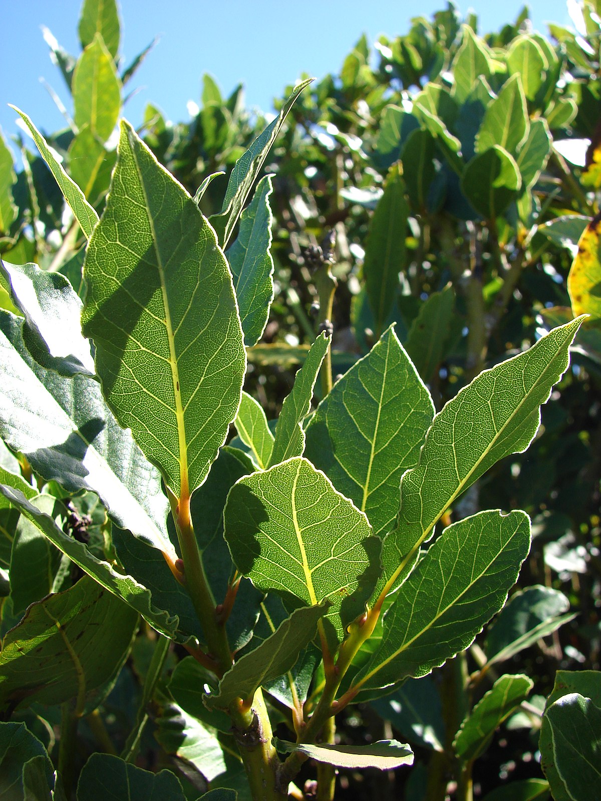 Bay Laurel, Sweet Bay (Multi-Trunk Form)