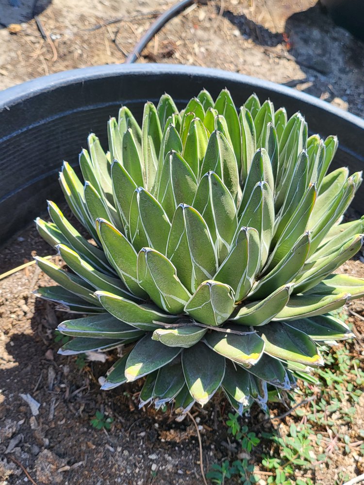 Victoria Reginae (Queen Victoria Agave)