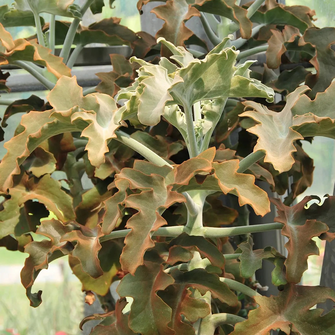 Kalanchoe Beharensis