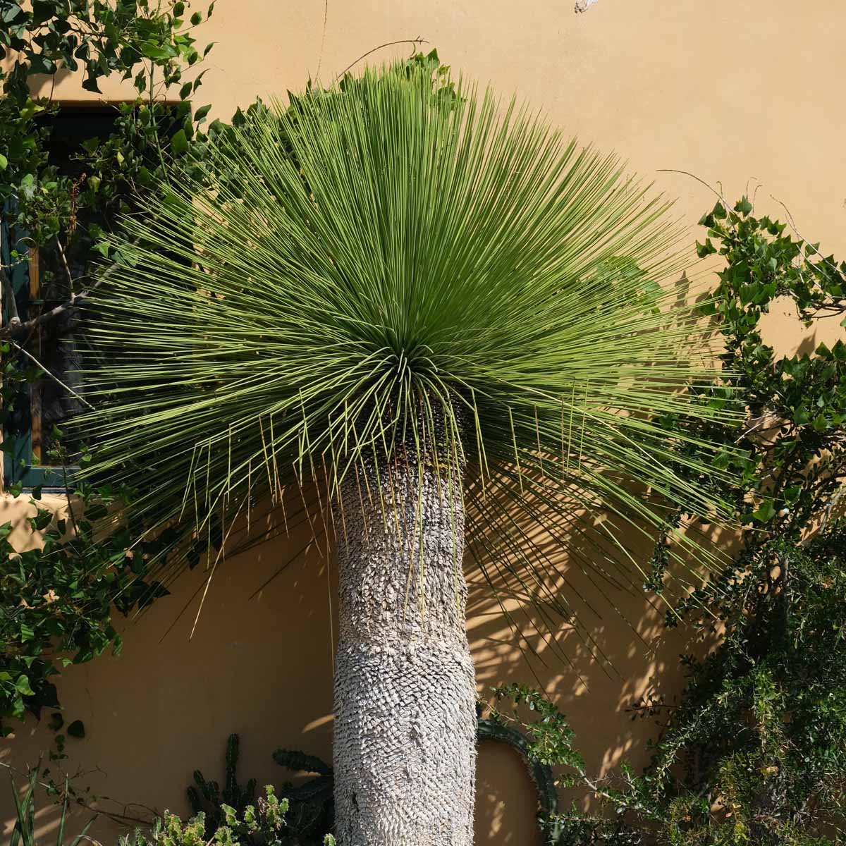 Yucca Queretaroensis