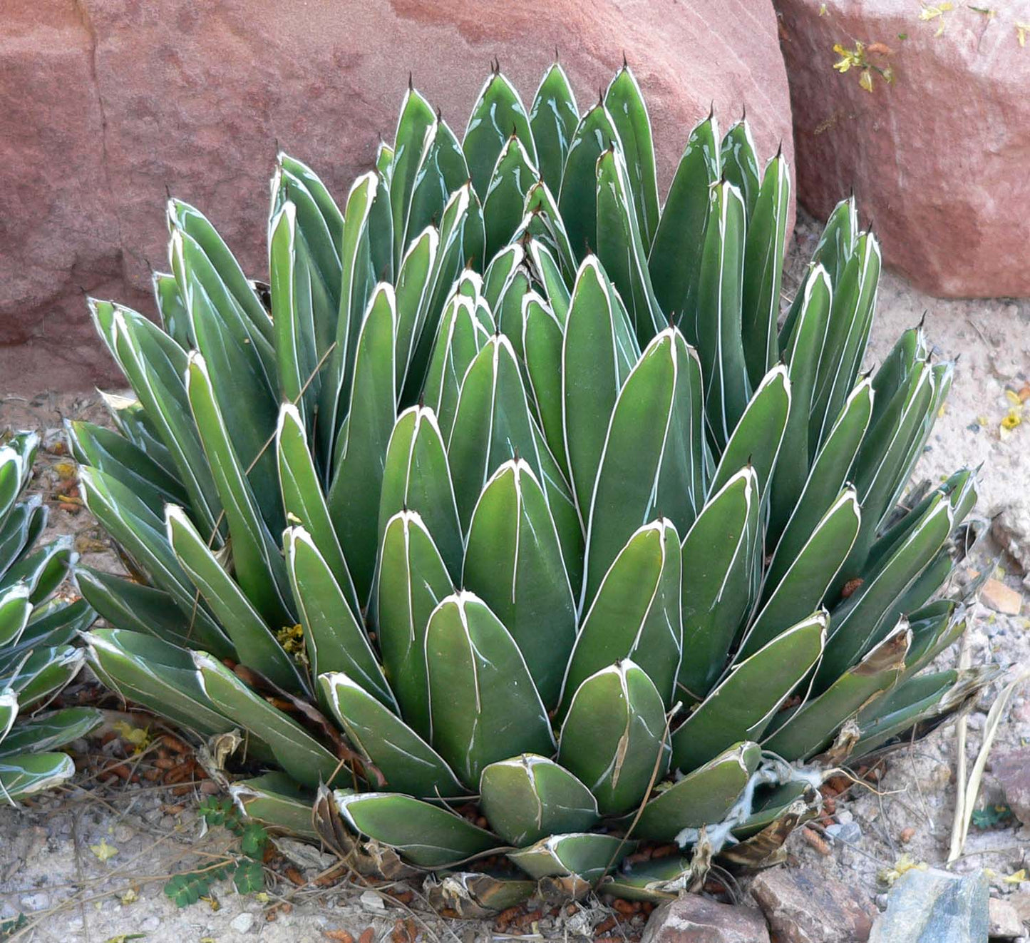 Victoria Reginae (Queen Victoria Agave)