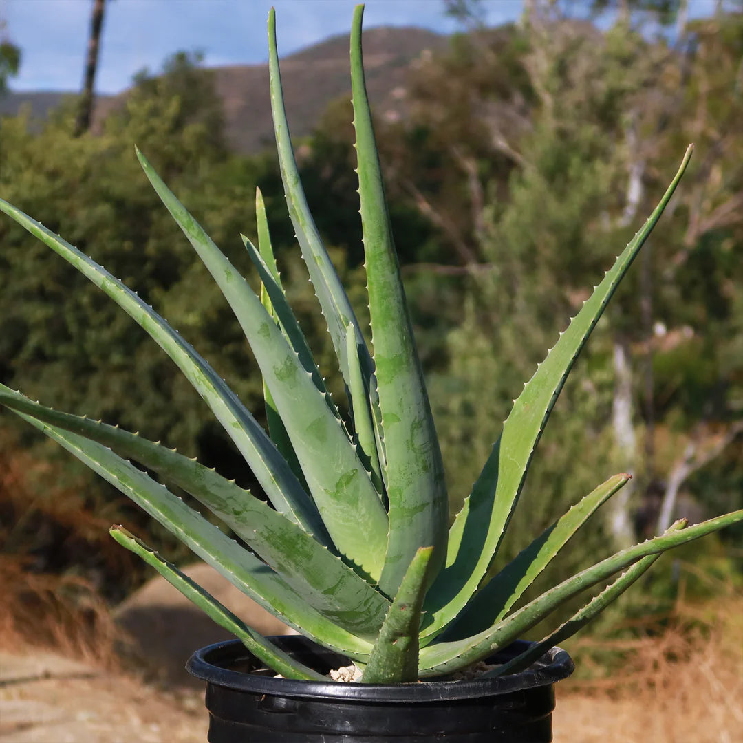 Aloe Barbadensis (Aloe Vera)