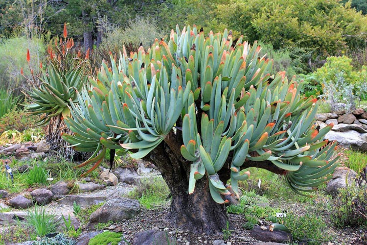 fan shaped succulent Aloe Plicatilis (Fan Aloe) – Nature's Kind Nursery