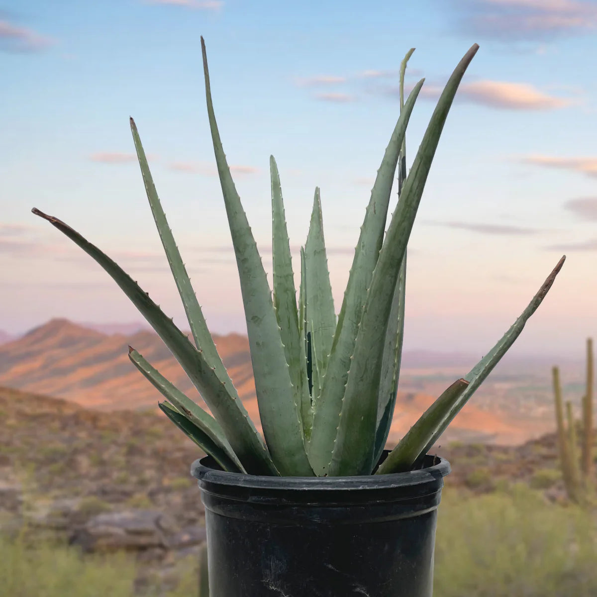 Aloe Barbadensis (Aloe Vera)