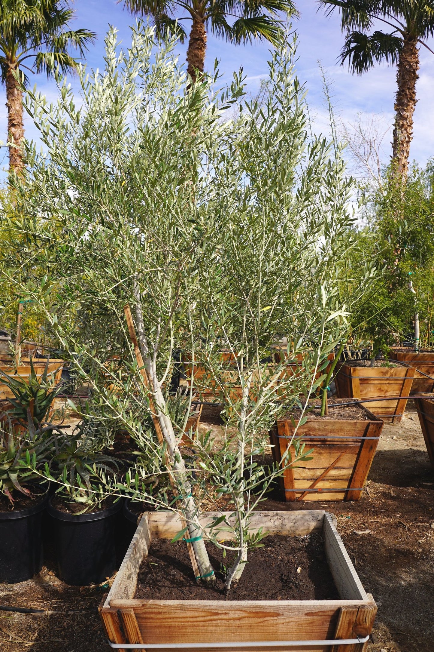 Olive Tree