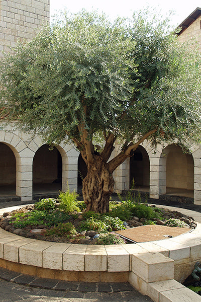 Olive Tree