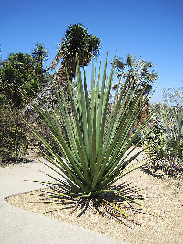 Furcrea Macdougalii (Century Plant)