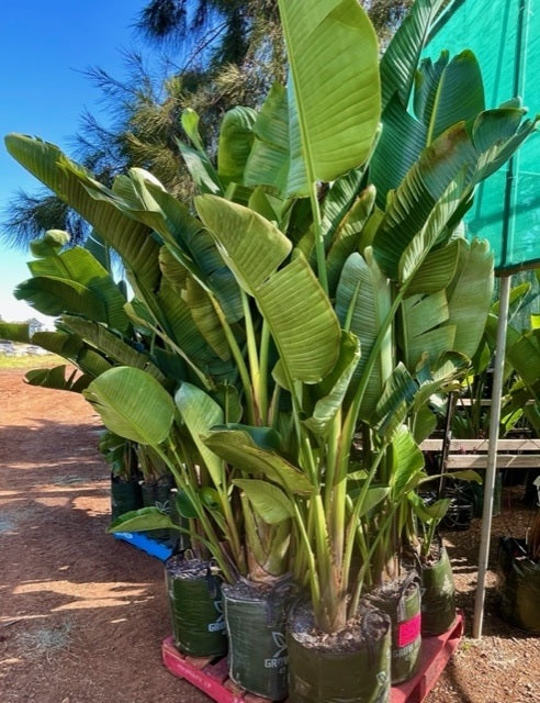 Strelitzia Nicolai