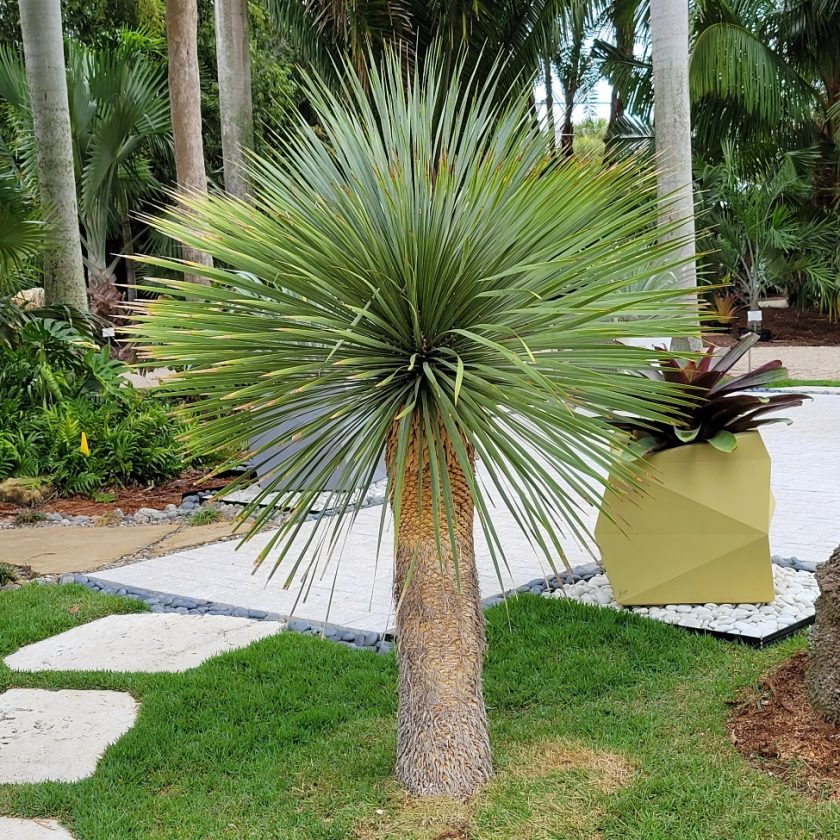 Yucca Rostrata