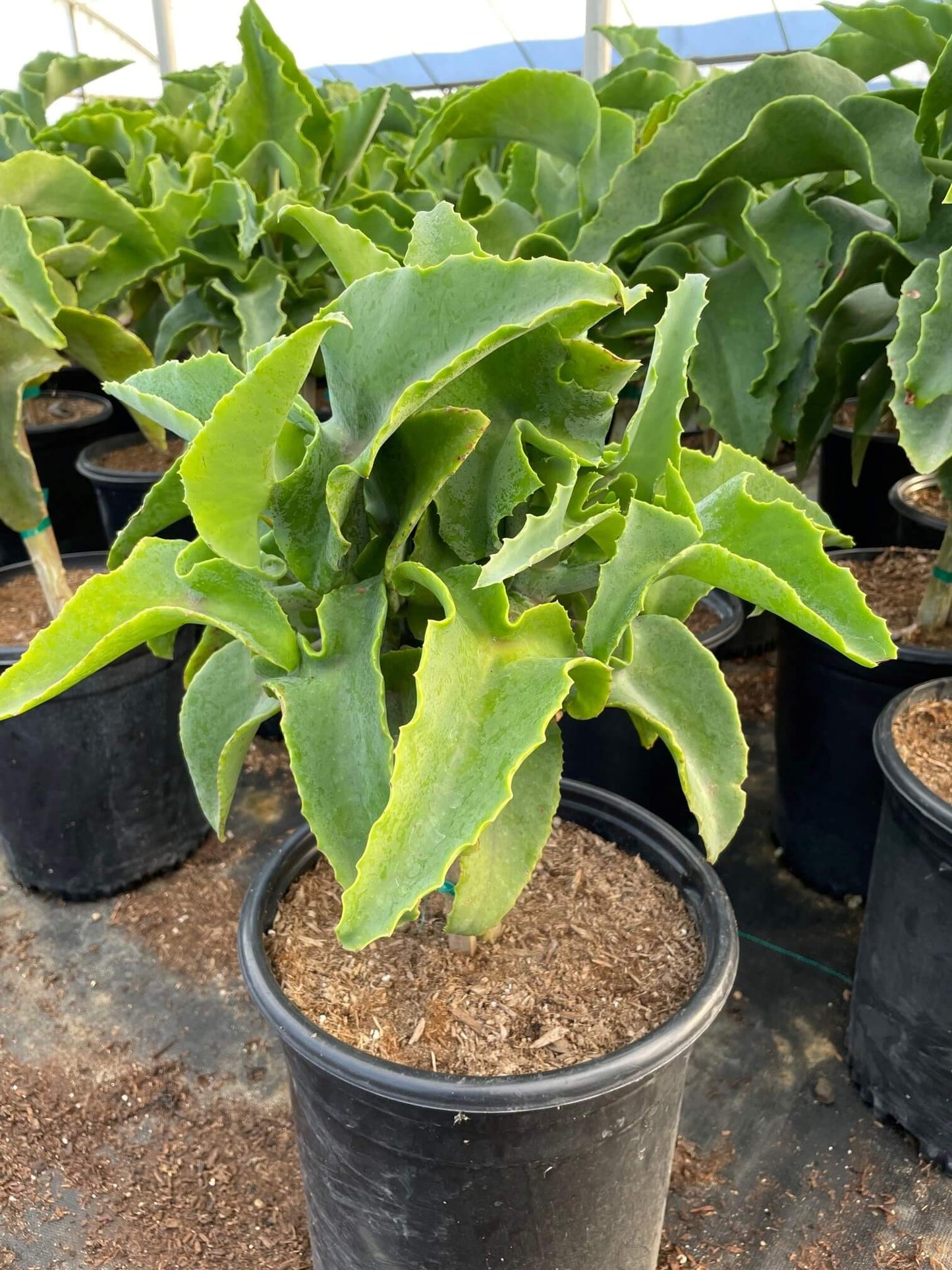 Kalanchoe Beharensis