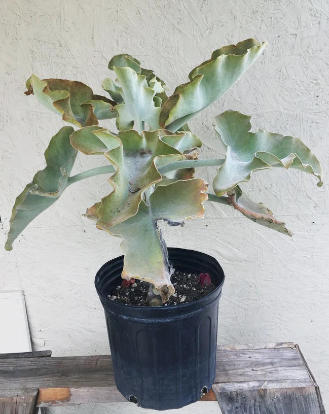 Kalanchoe Beharensis