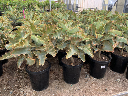 Kalanchoe Beharensis