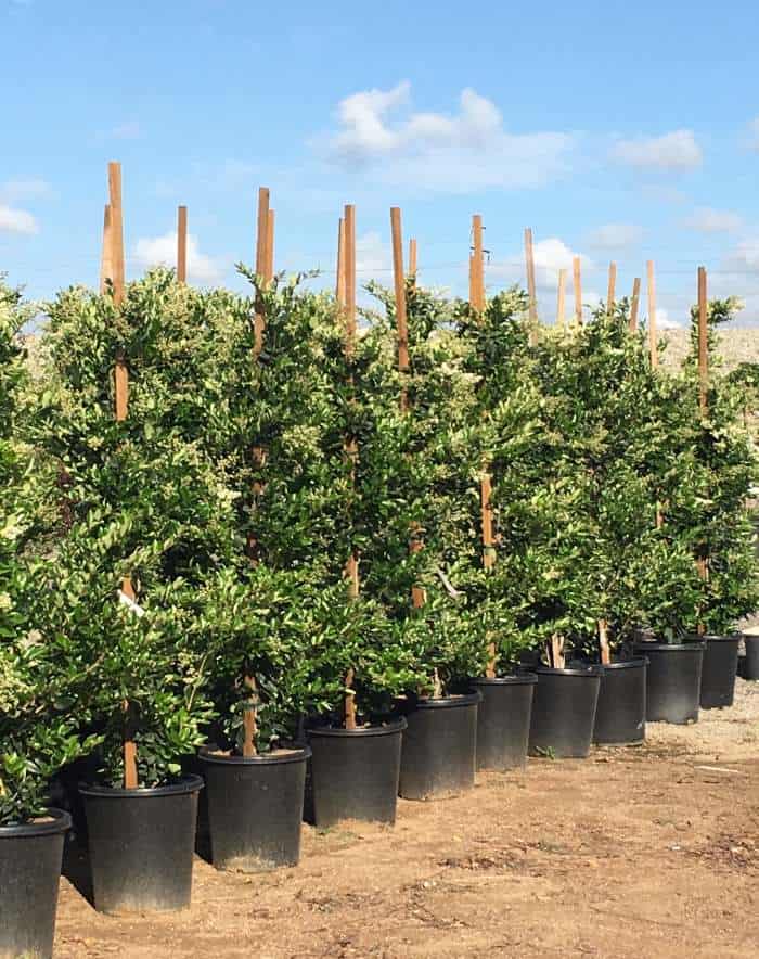 Texas Privet
