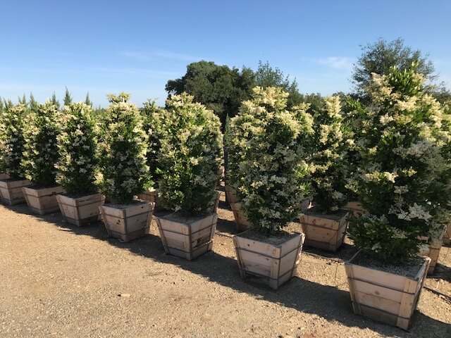 Texas Privet
