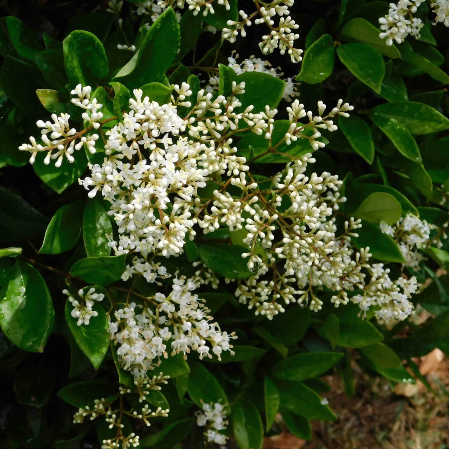 Texas Privet