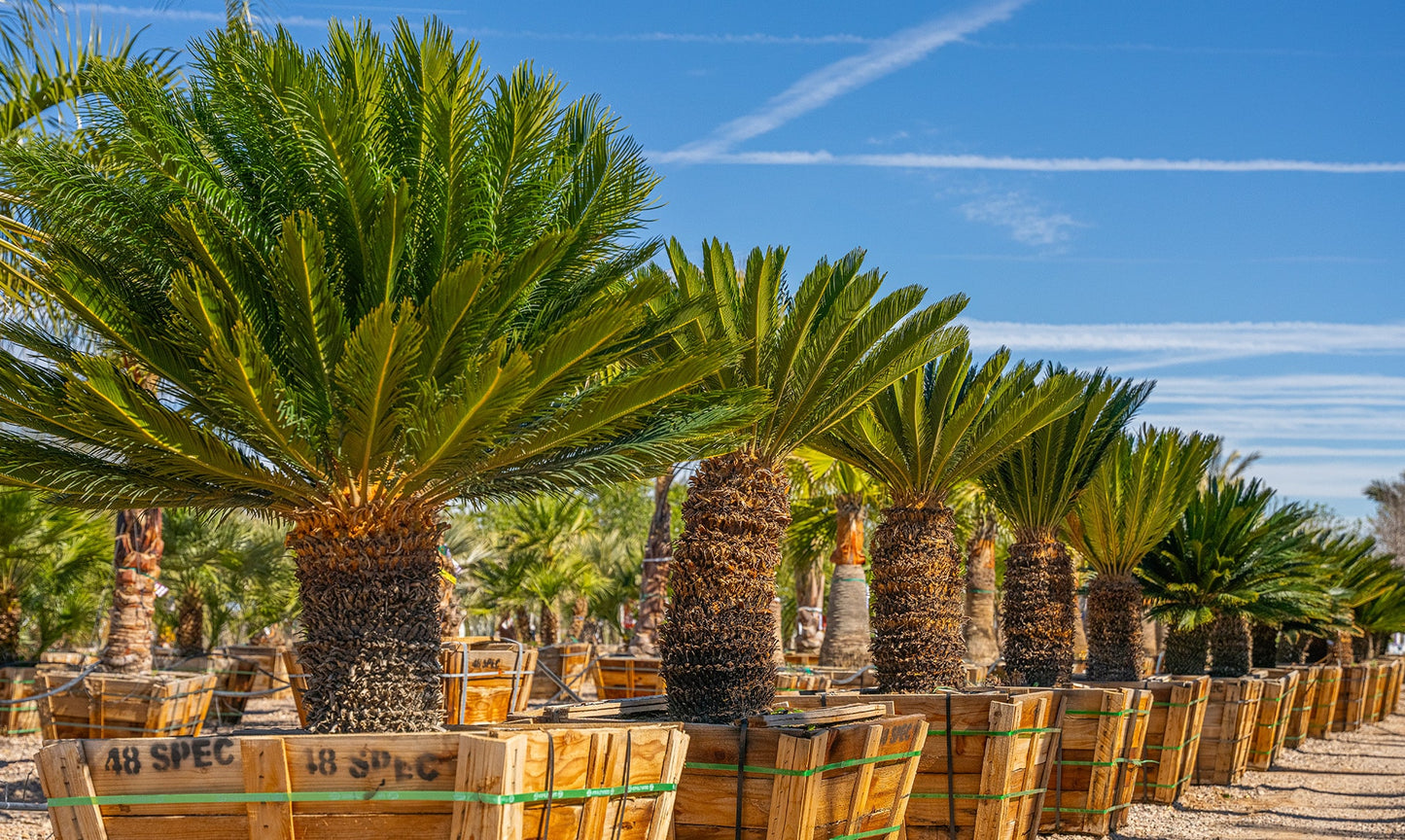 Sago Palm