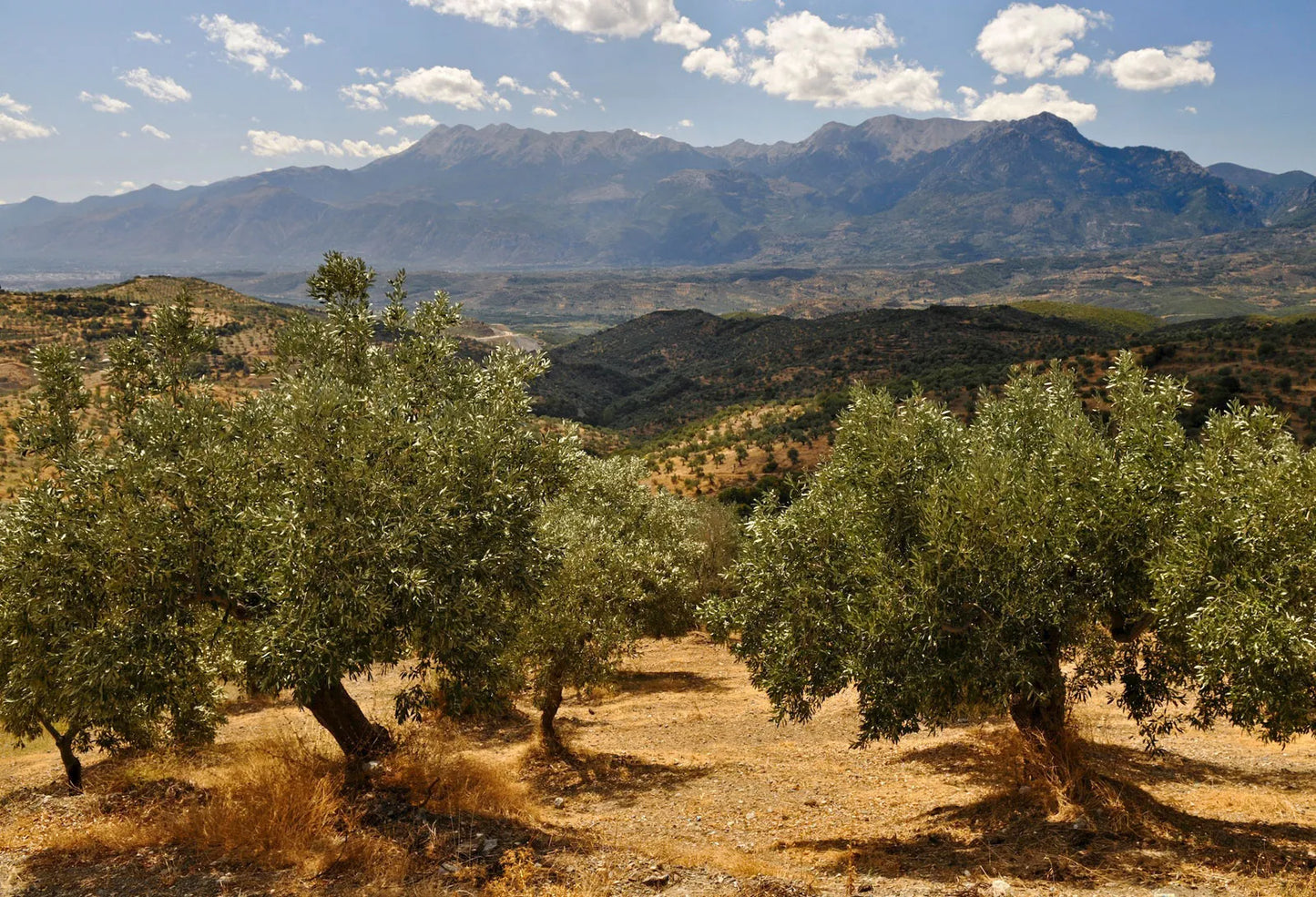 Olive Tree