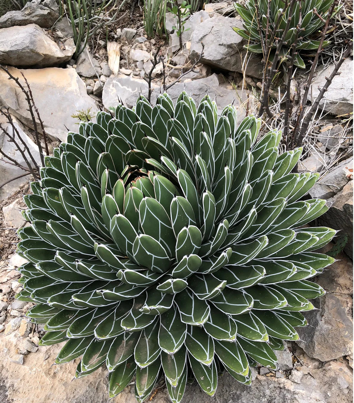 Victoria Reginae (Queen Victoria Agave)
