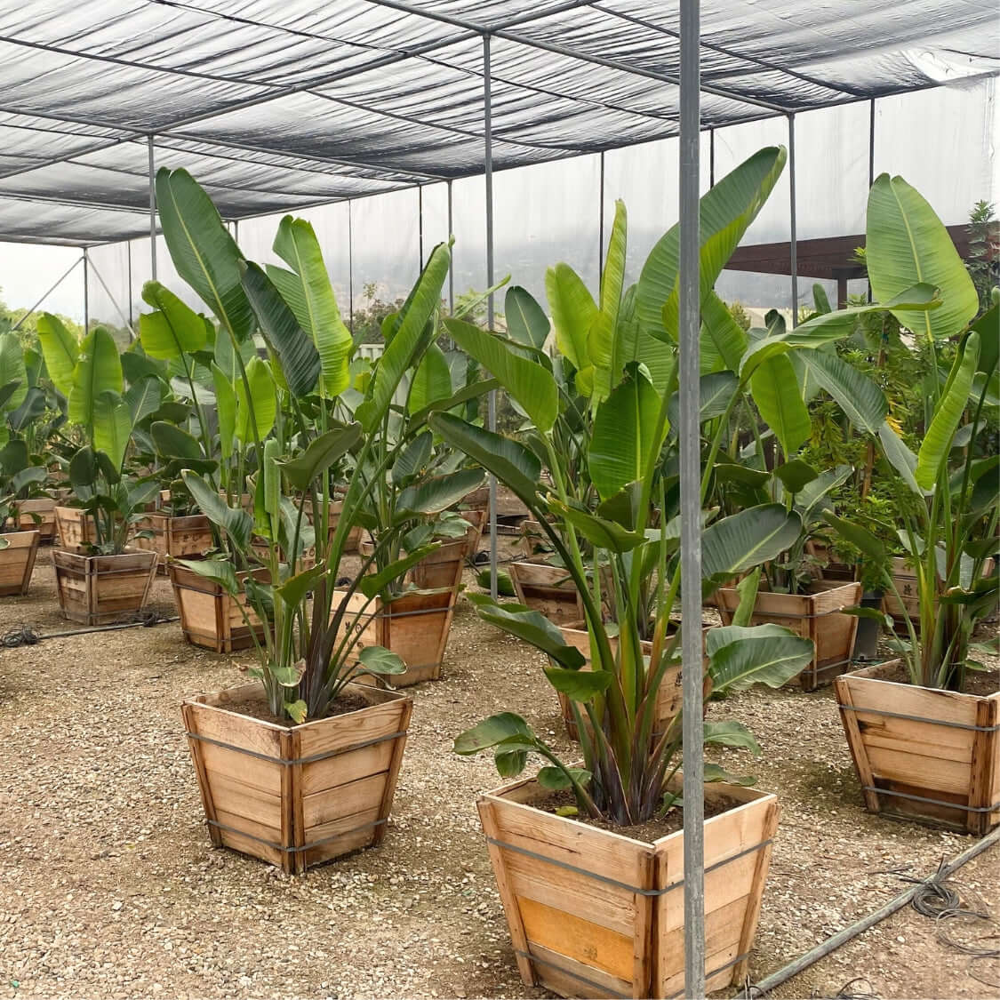 Strelitzia Nicolai