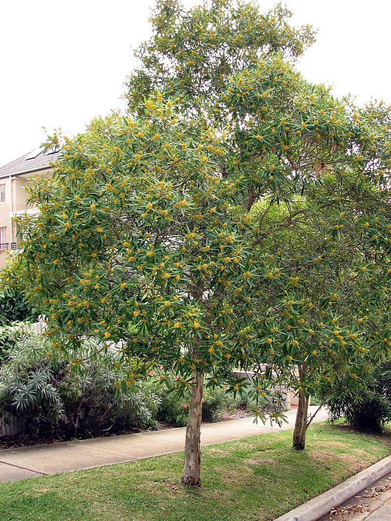 Tristaniopsis Laurina