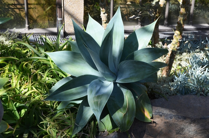 Agave Nova