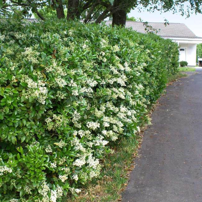 Texas Privet
