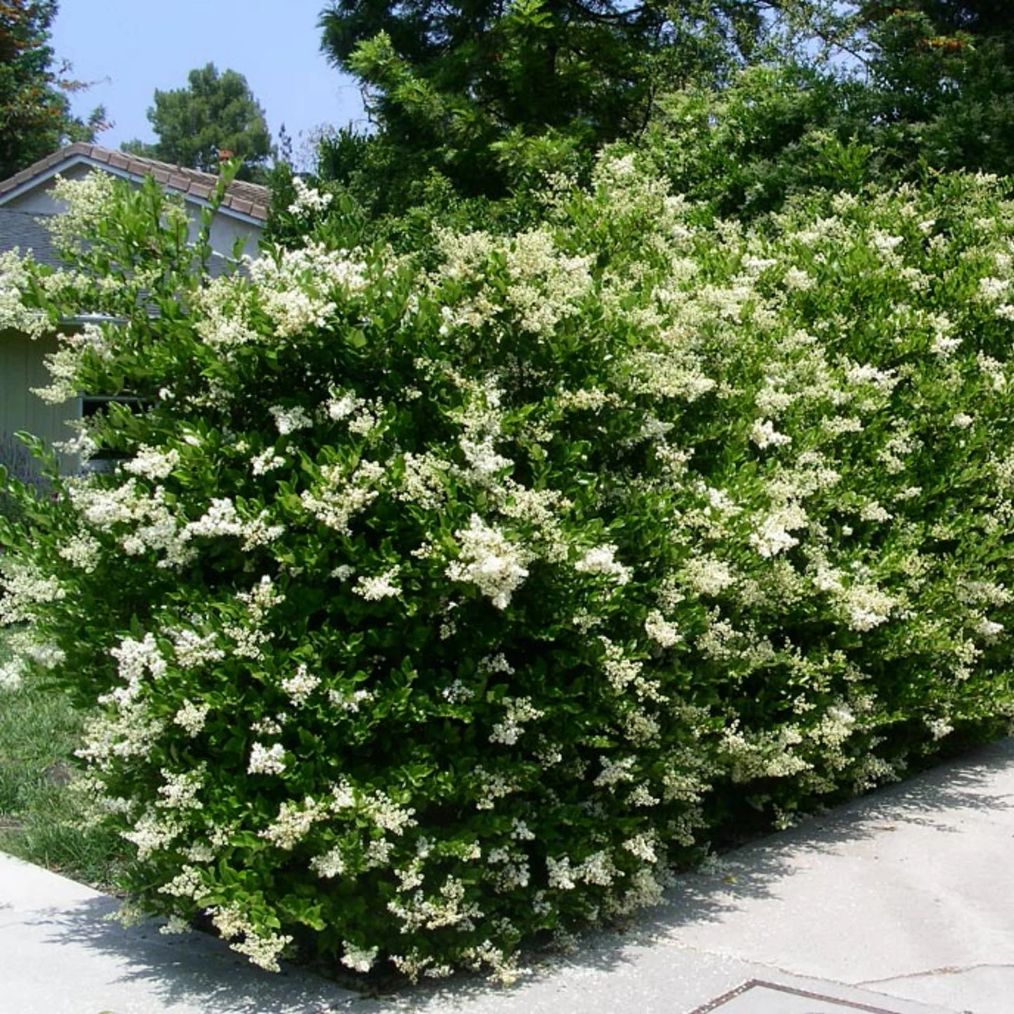 Texas Privet