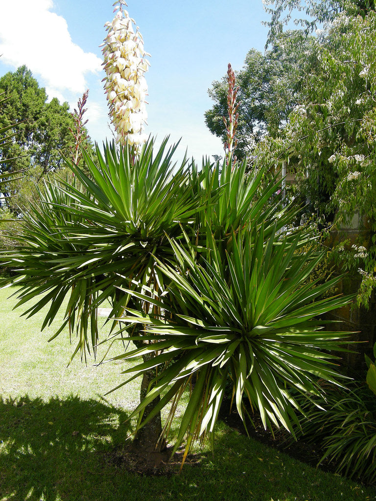 Yucca Gloriosa (Spanish Dagger)