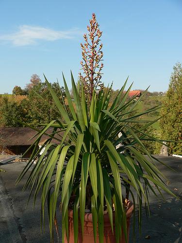 Yucca Gloriosa (Spanish Dagger)
