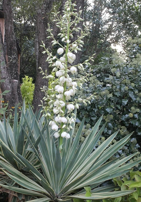 Yucca Gloriosa (Spanish Dagger)