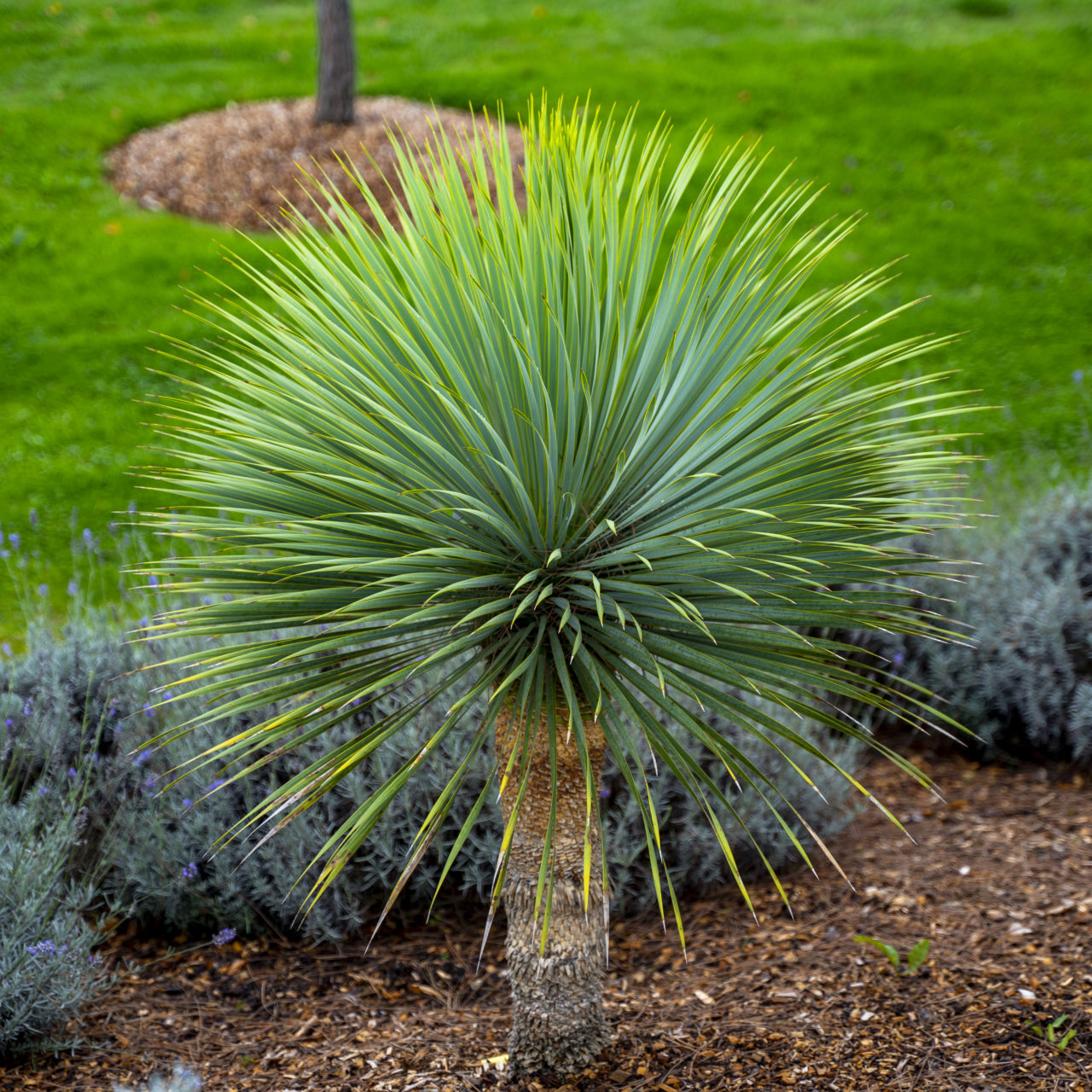 Yucca Rostrata