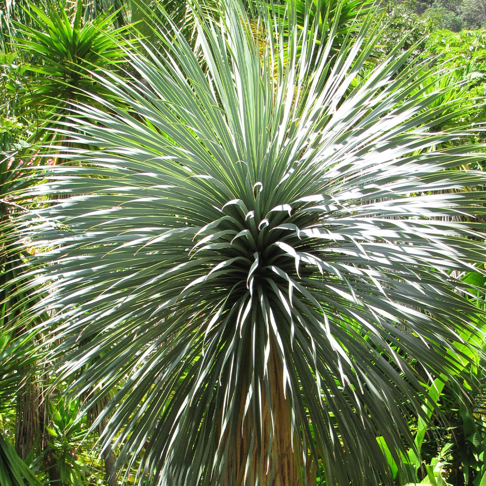 Yucca Rostrata