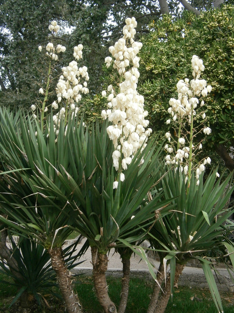 Yucca Gloriosa (Spanish Dagger)
