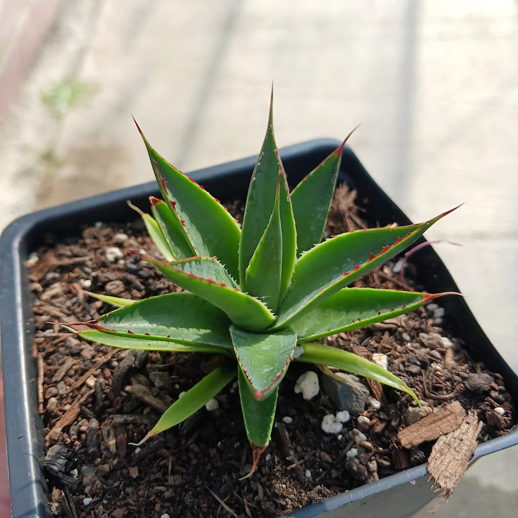 Agave Green Glow