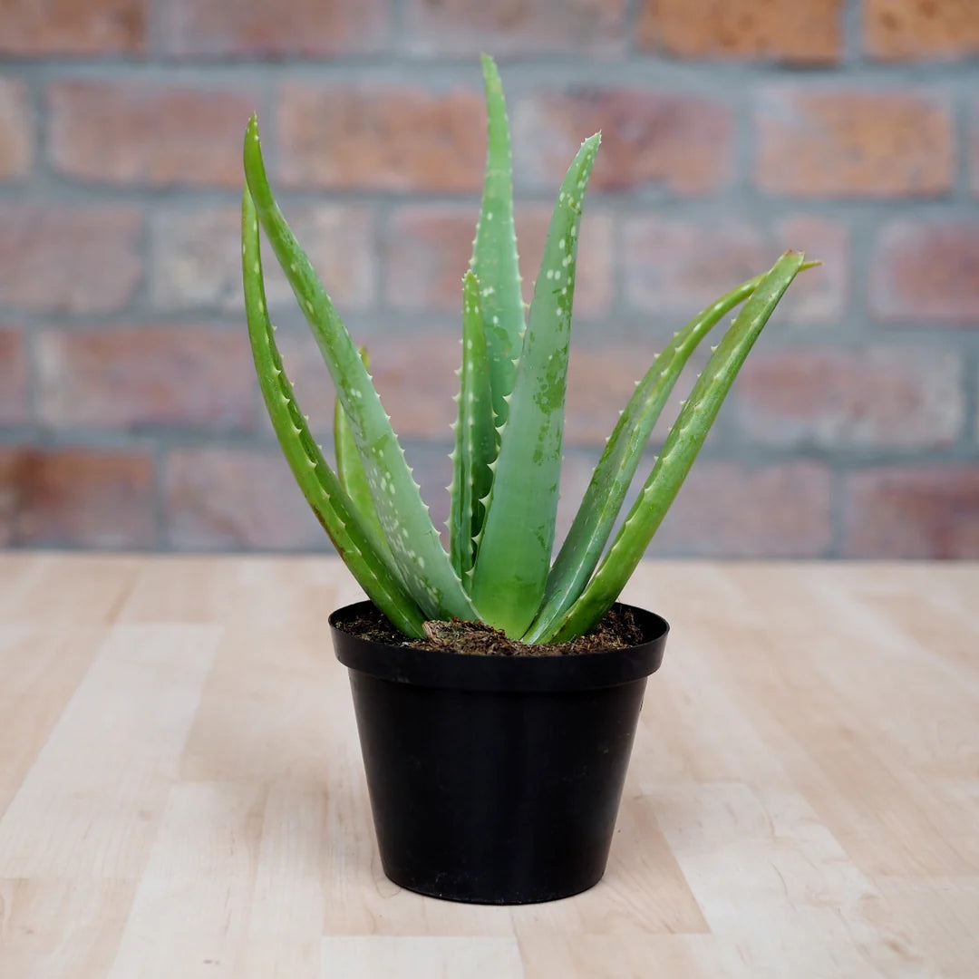 Aloe Barbadensis (Aloe Vera)