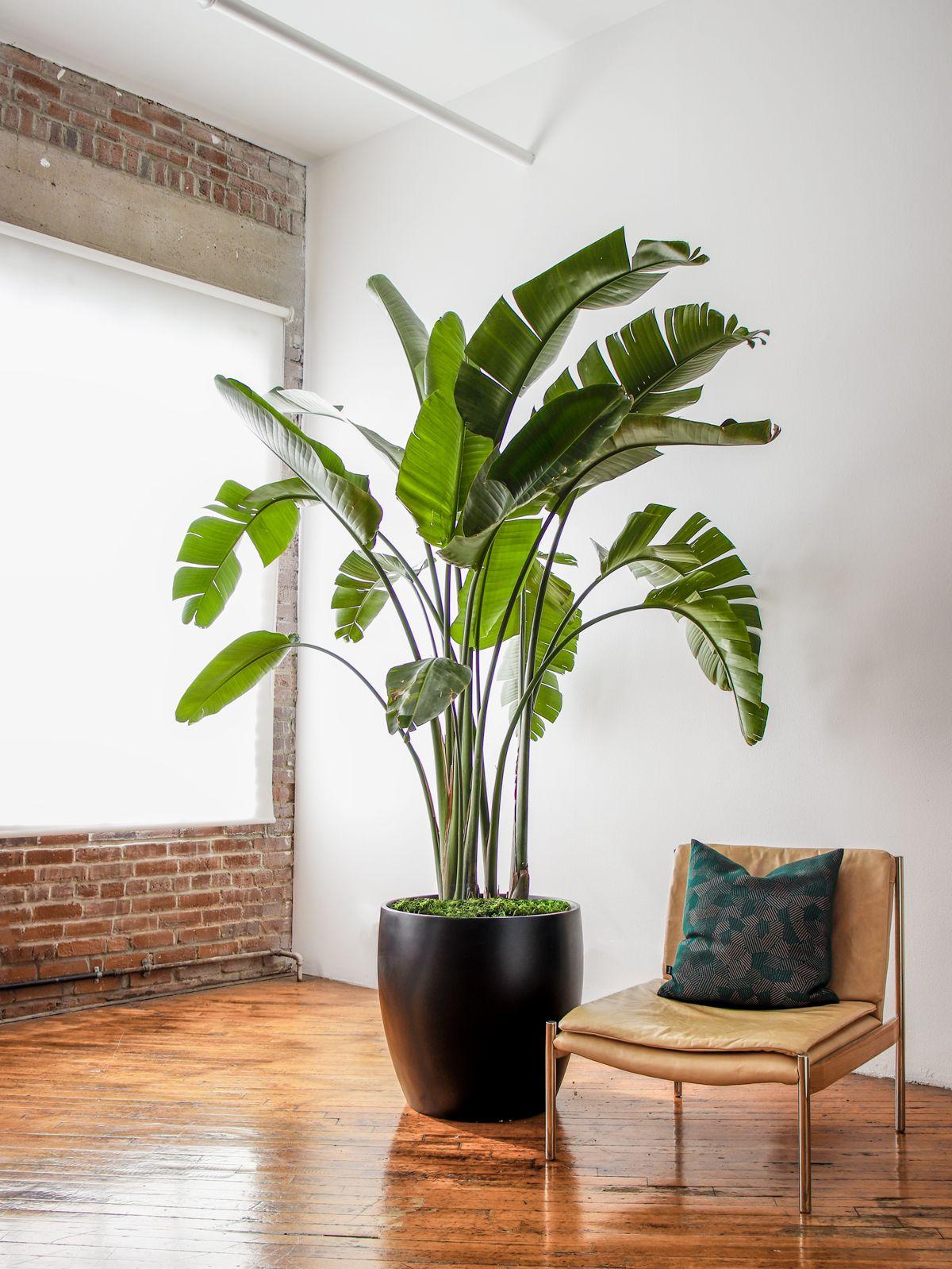 Strelitzia Nicolai