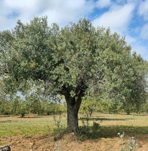 Olive Tree