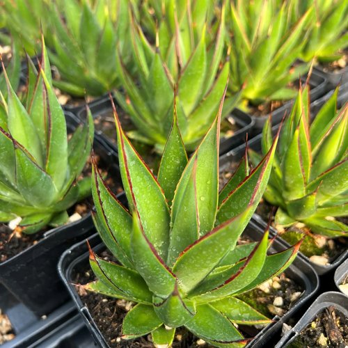 Agave Green Glow
