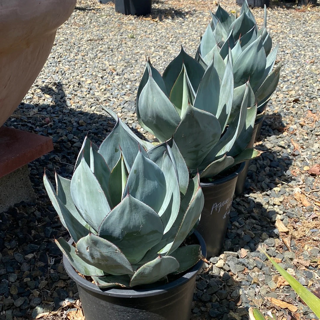 Agave Nova