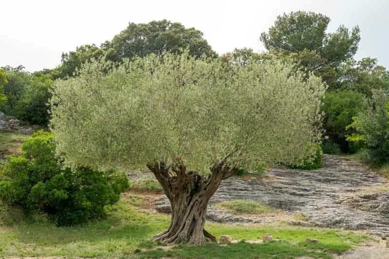 Olive Tree