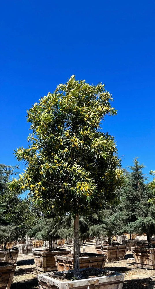 Tristaniopsis Laurina