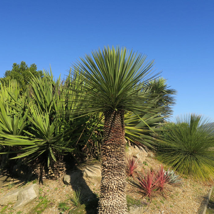 Yucca Queretaroensis