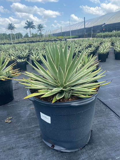 Caribbean Agave