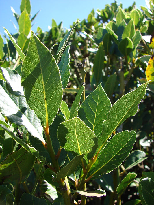 Bay Laurel, Sweet Bay (Multi-Trunk Form)