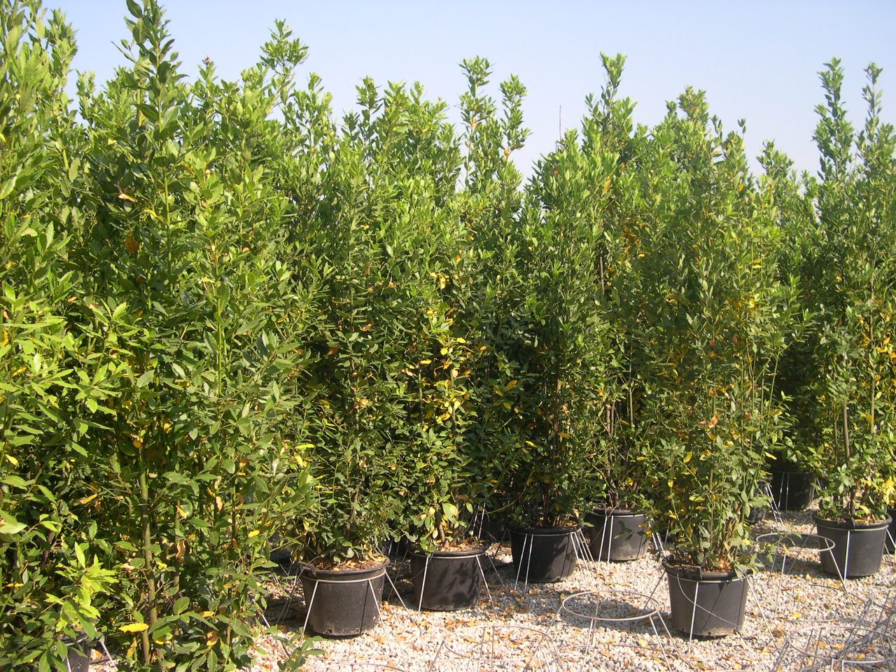 Bay Laurel, Sweet Bay (Multi-Trunk Form)