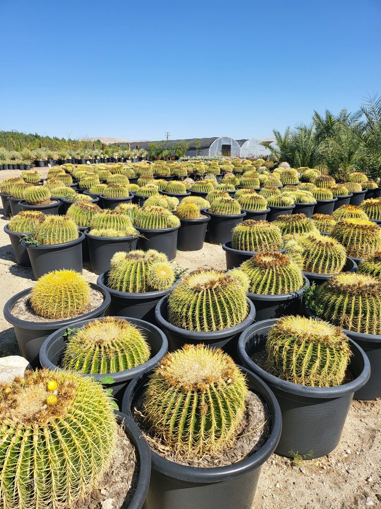 Golden Barrel Cactus