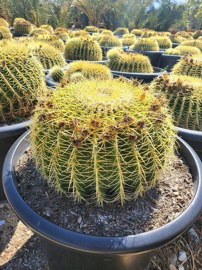 Golden Barrel Cactus