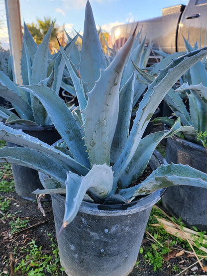 Agave Americana