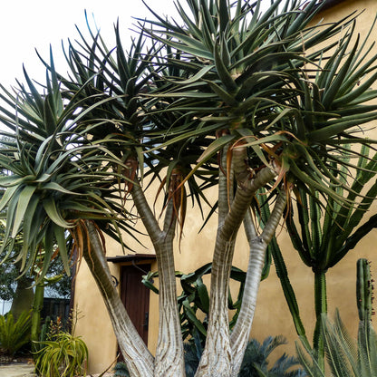 Aloe Hercules